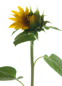 Photo série Fleurs - Catherine Pollaci