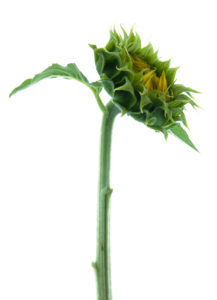 Photo série Fleurs - Catherine Pollaci