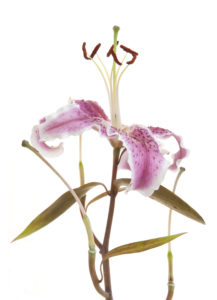 Photo série Fleurs - Catherine Pollaci