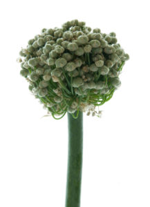 Photo série Fleurs - Catherine Pollaci