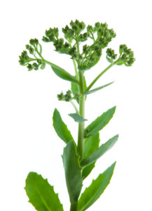 Photo série Fleurs - Catherine Pollaci