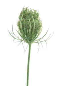 Photo série Fleurs - Catherine Pollaci