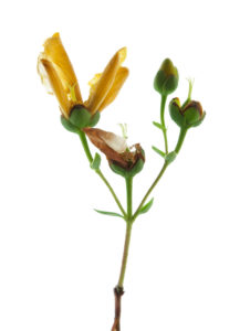 Photo série Fleurs - Catherine Pollaci