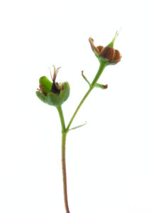 Photo série Fleurs - Catherine Pollaci