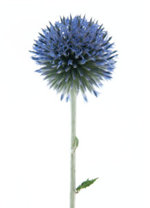 Photo série Fleurs - Catherine Pollaci