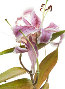 Photo série Fleurs - Catherine Pollaci