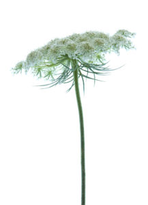 Photo série Fleurs - Catherine Pollaci