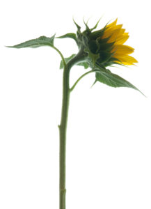 Photo série Fleurs - Catherine Pollaci