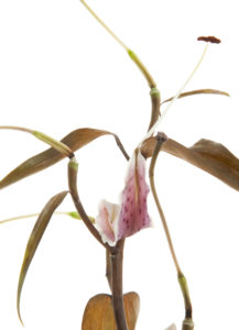 Photo série Fleurs - Catherine Pollaci