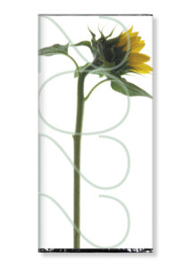 Voeux - Catherine Pollaci