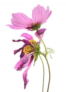 Photo série Fleurs - Catherine Pollaci