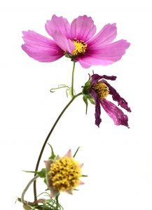 Photo série Fleurs - Catherine Pollaci