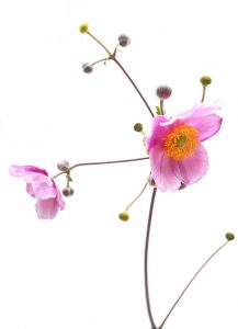 Photo série Fleurs - Catherine Pollaci