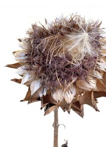 Photo série Fleurs - Catherine Pollaci